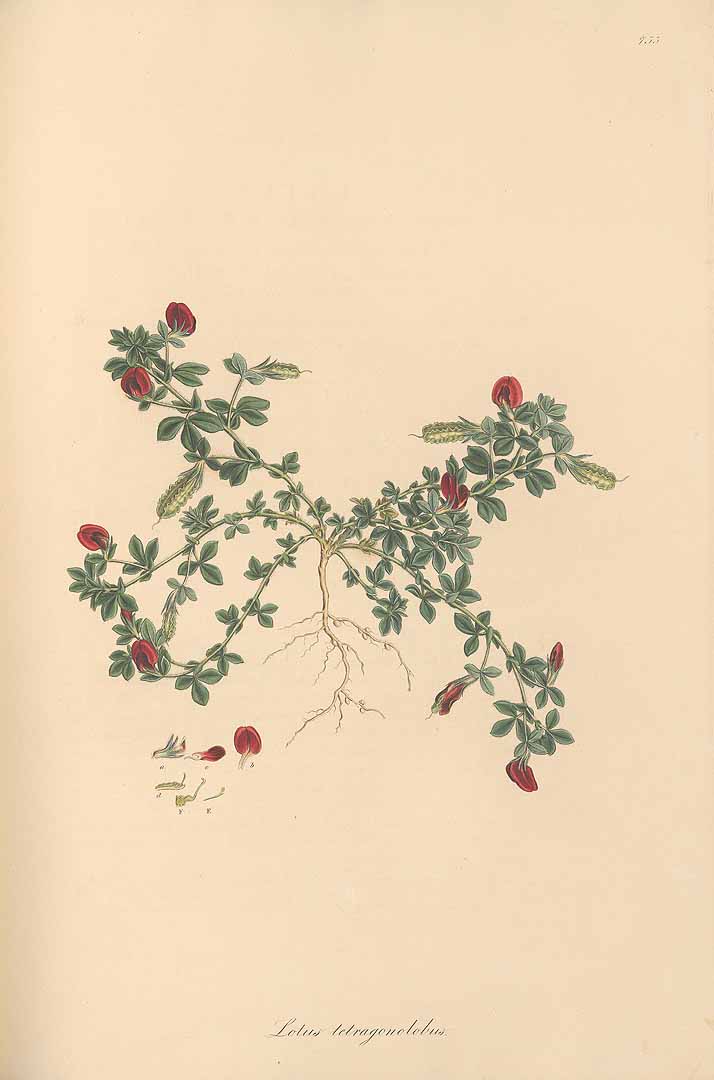 no HD illustration available (3)
