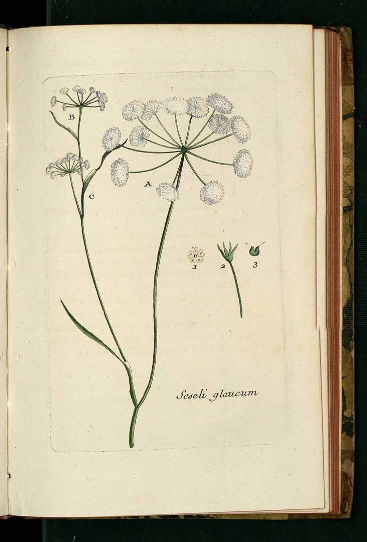 no HD illustration available (m1)