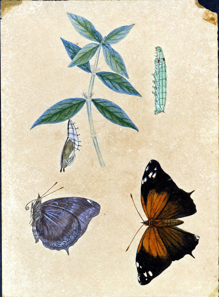 no HD illustration available (m1)