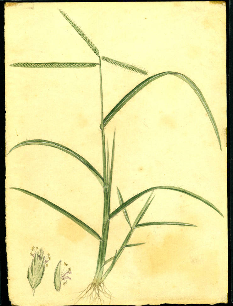 no HD illustration available (m1)