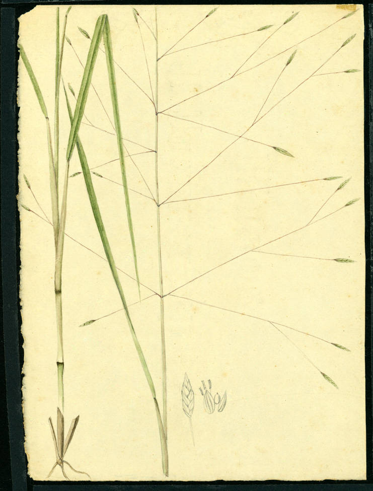 no HD illustration available (m1)
