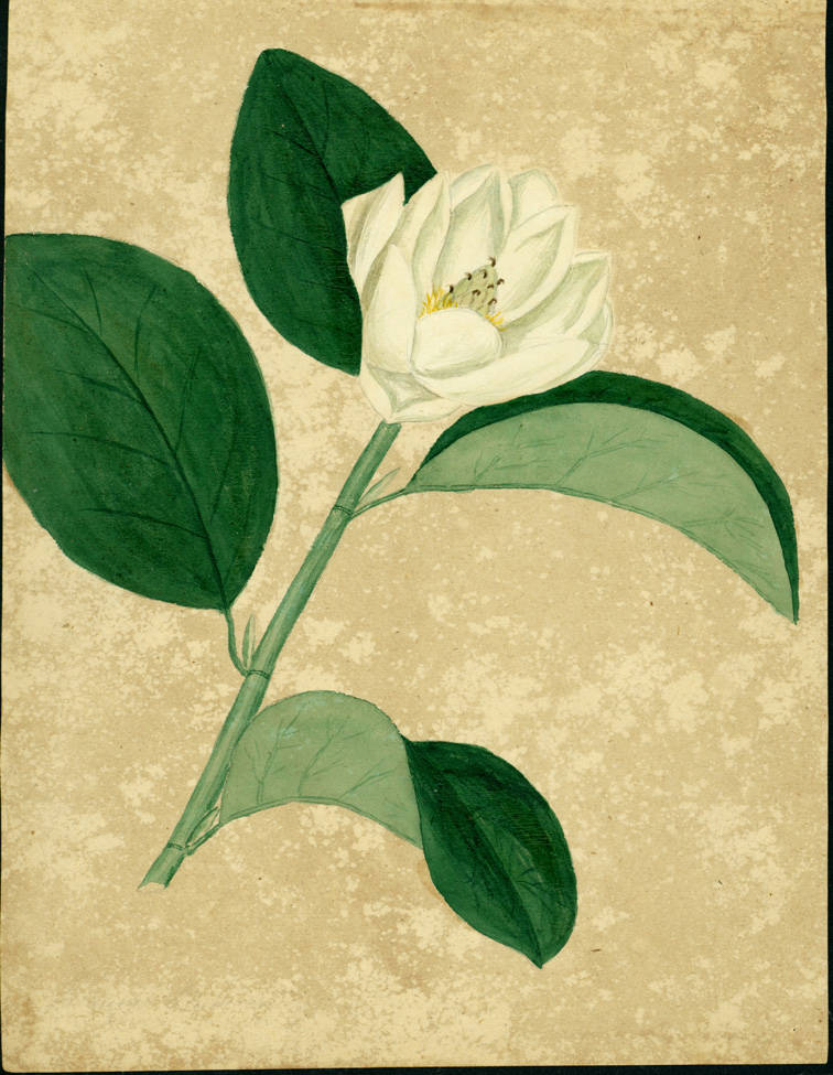 no HD illustration available (m1)