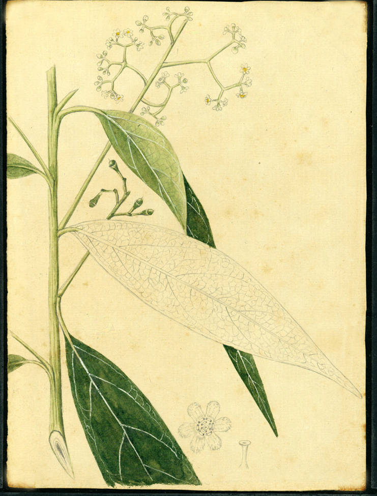 no HD illustration available (m1)