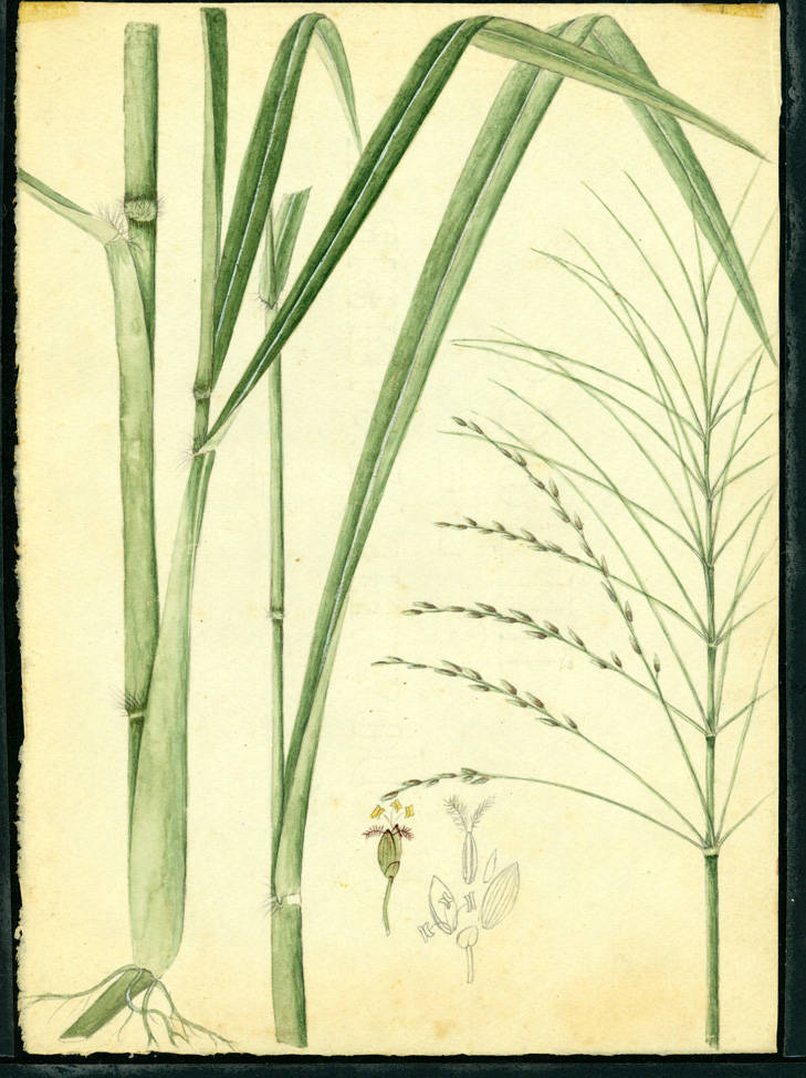 no HD illustration available (m1)