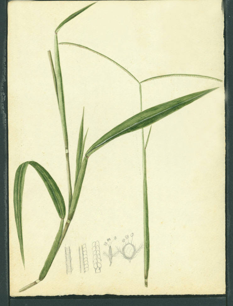 no HD illustration available (m1)