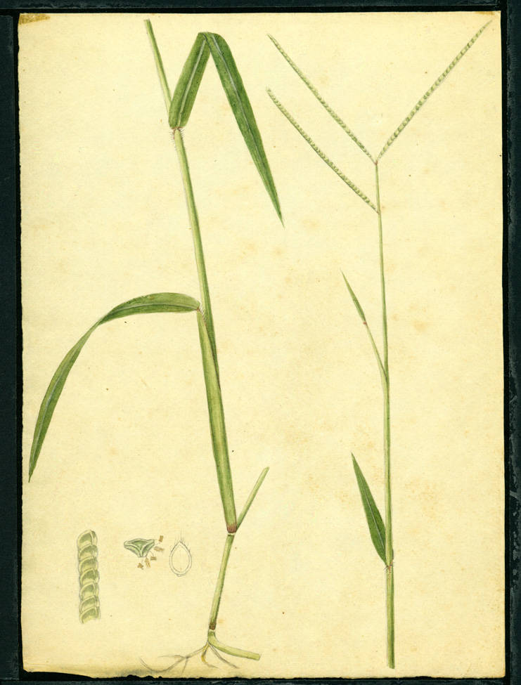 no HD illustration available (m1)