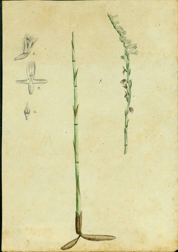 no HD illustration available (m1)
