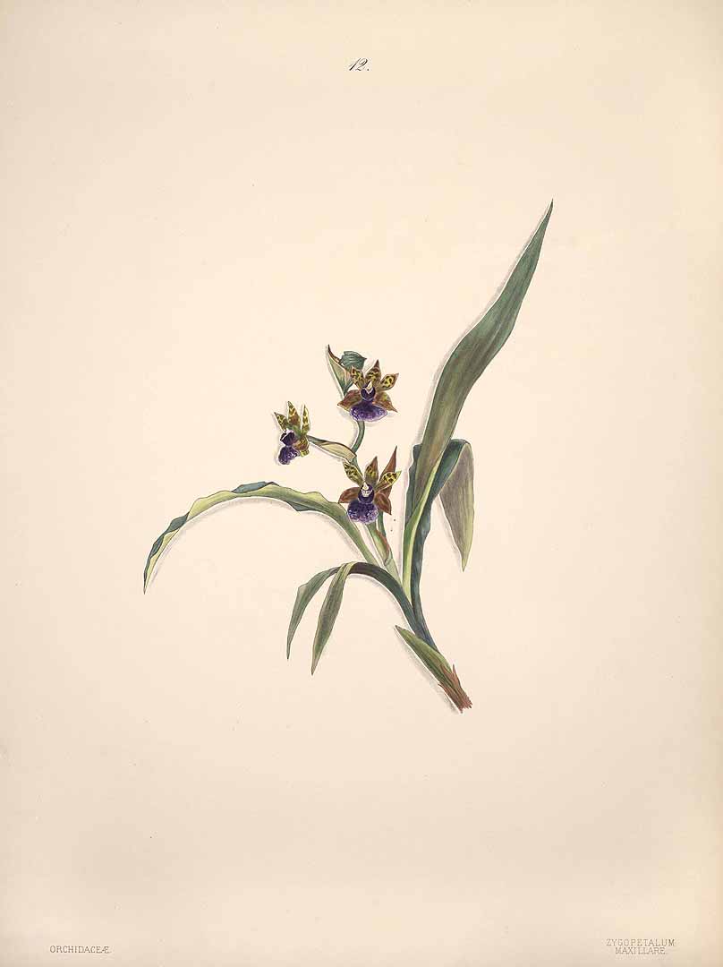 no HD illustration available (m1)