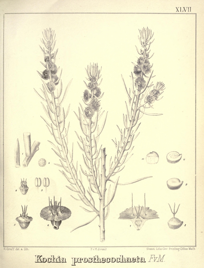 no HD illustration available (m1)