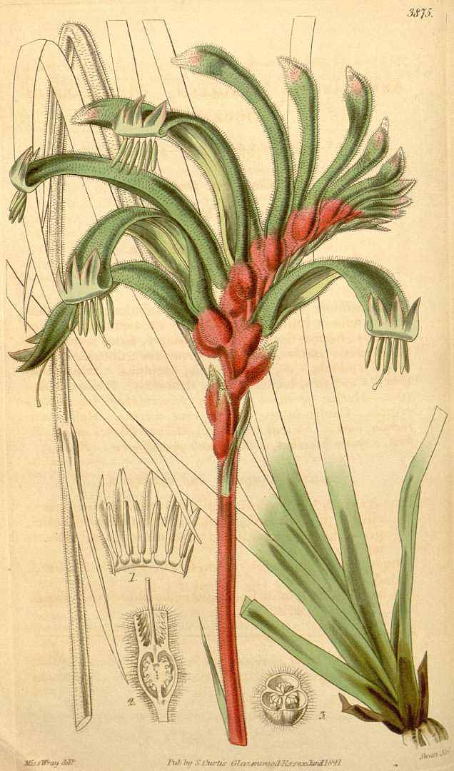 no HD illustration available (3)