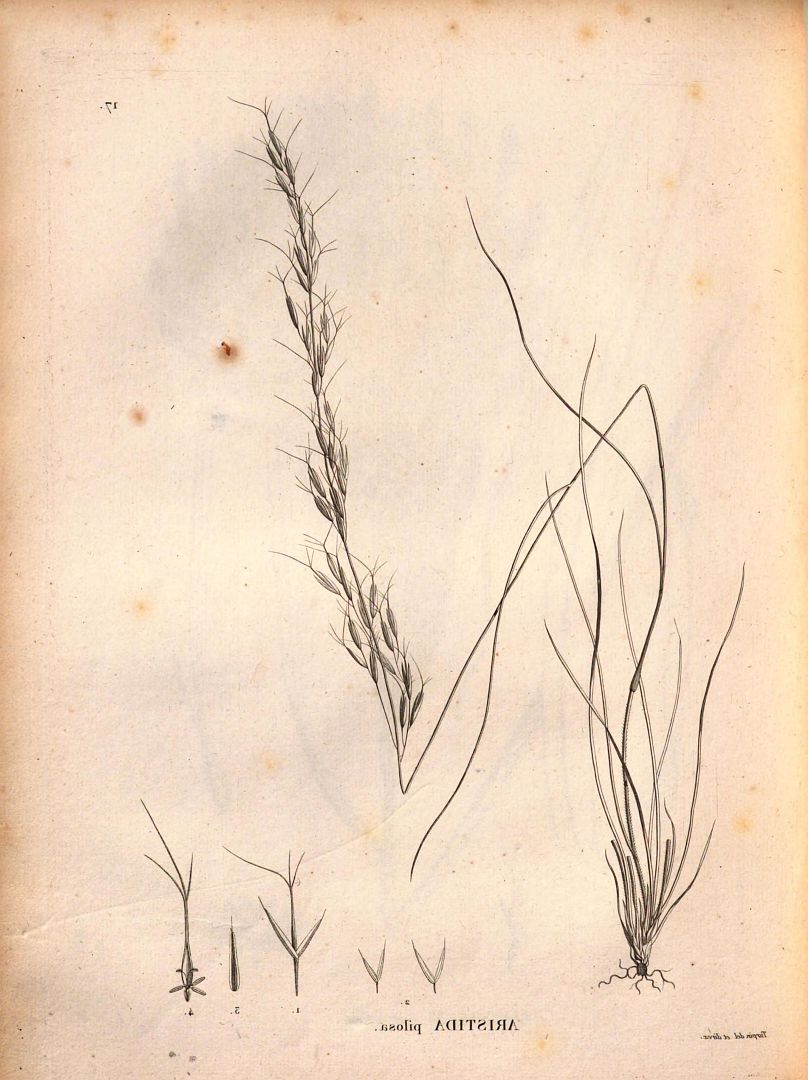 no HD illustration available (m1)