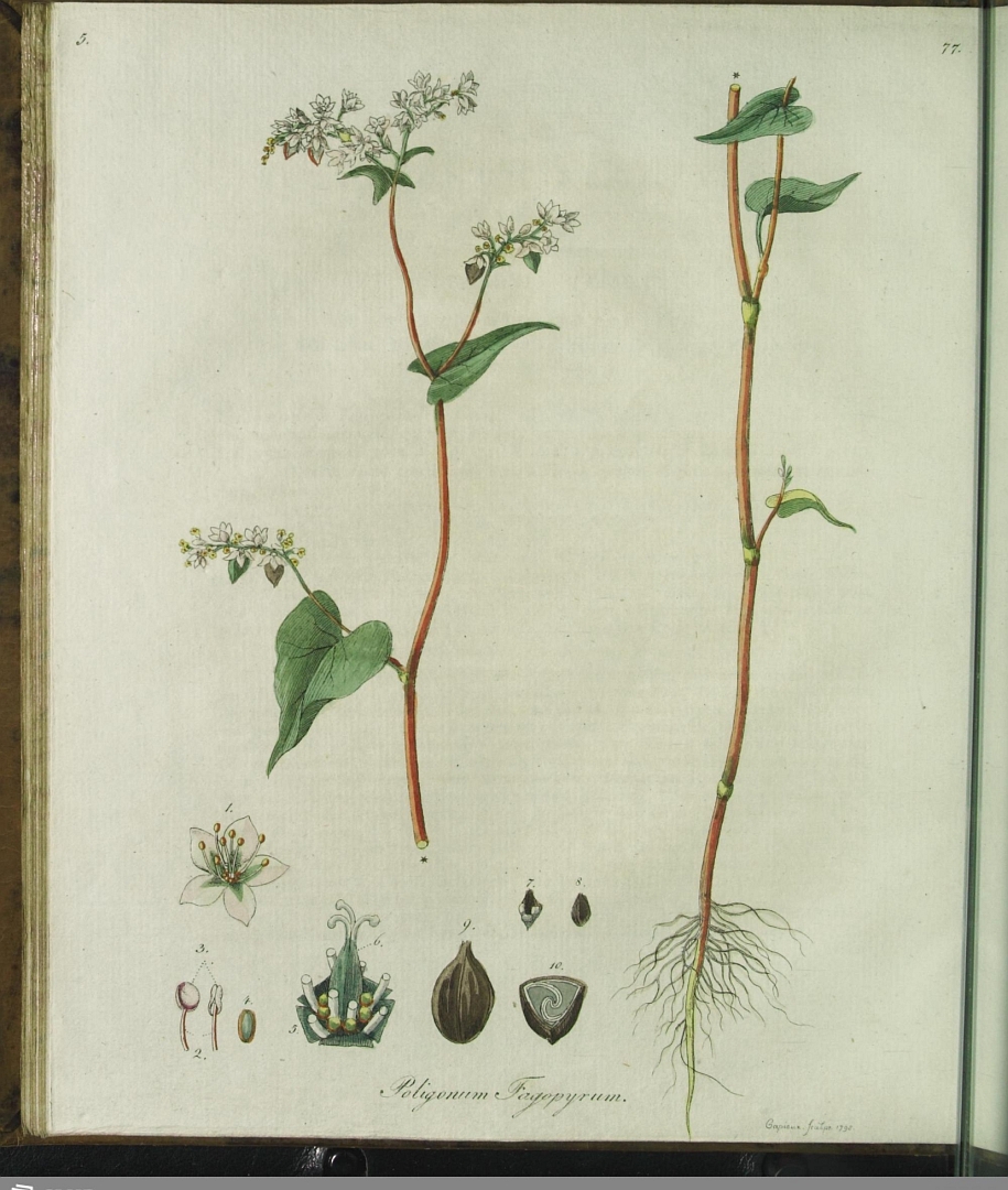 no HD illustration available (3)