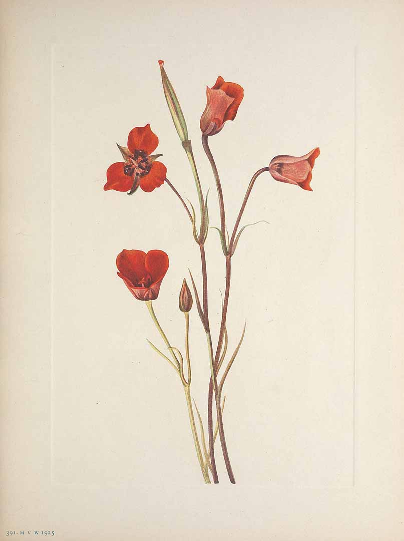 no HD illustration available (3)