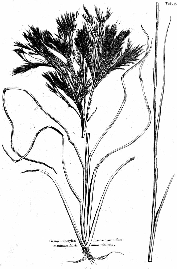 no HD illustration available (m1)