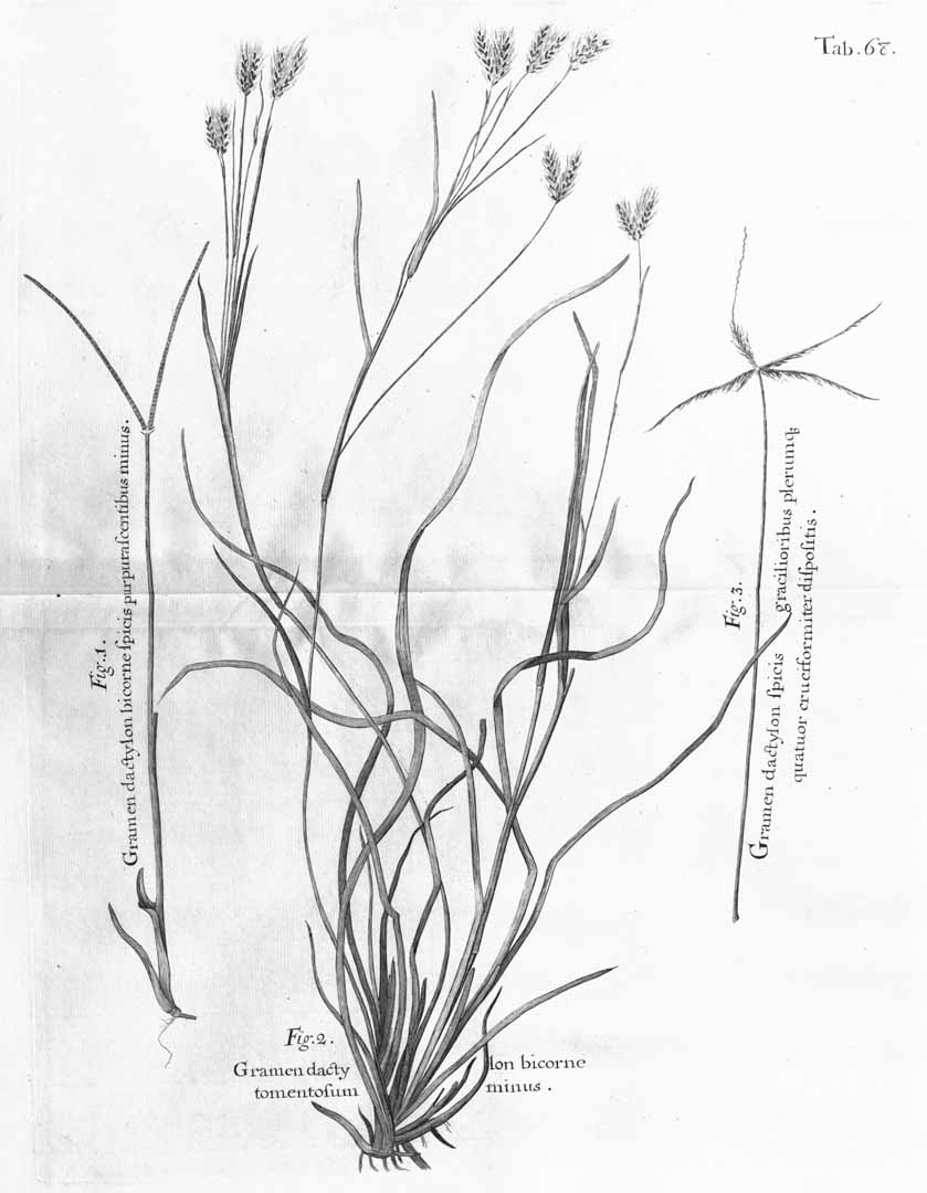 no HD illustration available (m1)