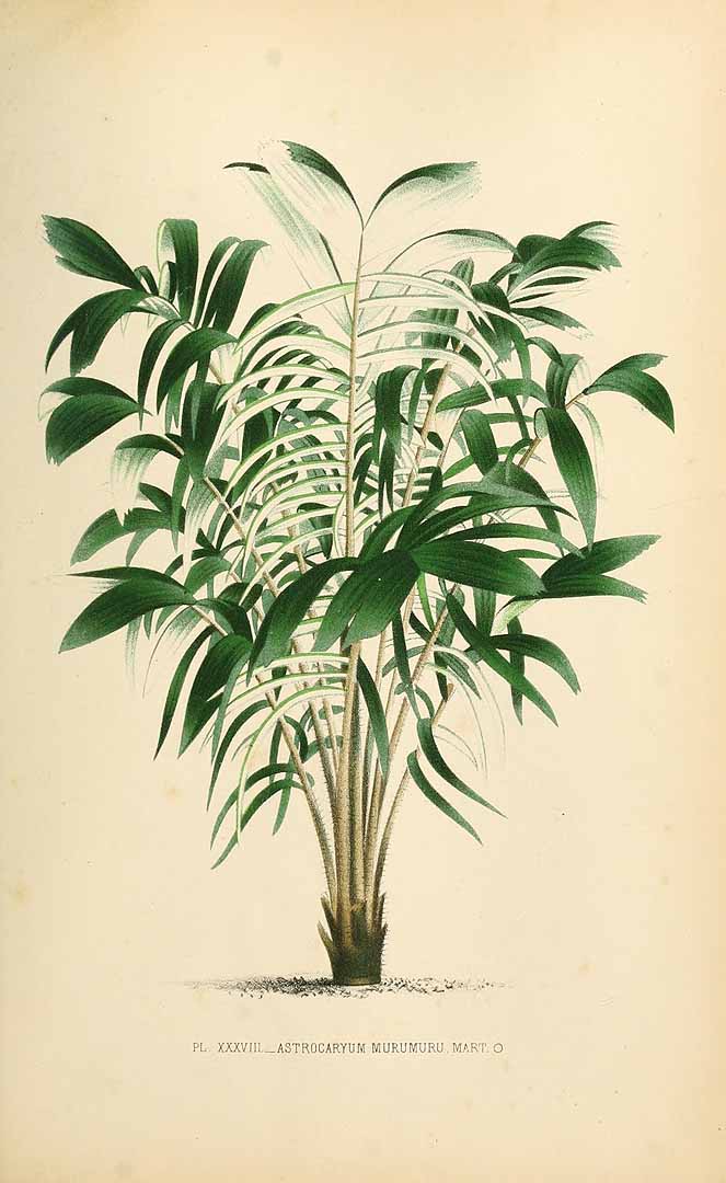 no HD illustration available (3)
