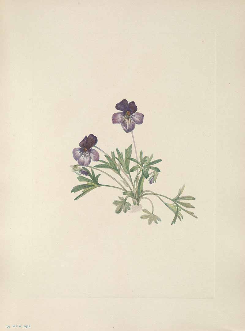 no HD illustration available (3)