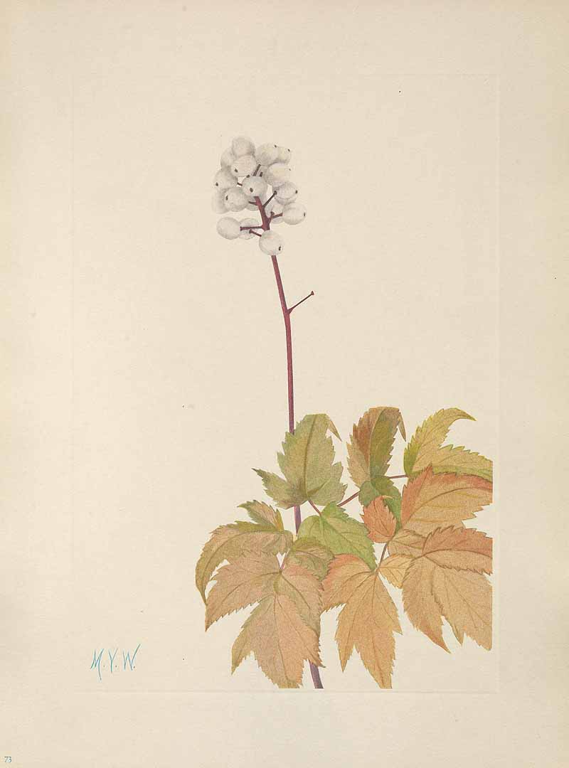 no HD illustration available (3)