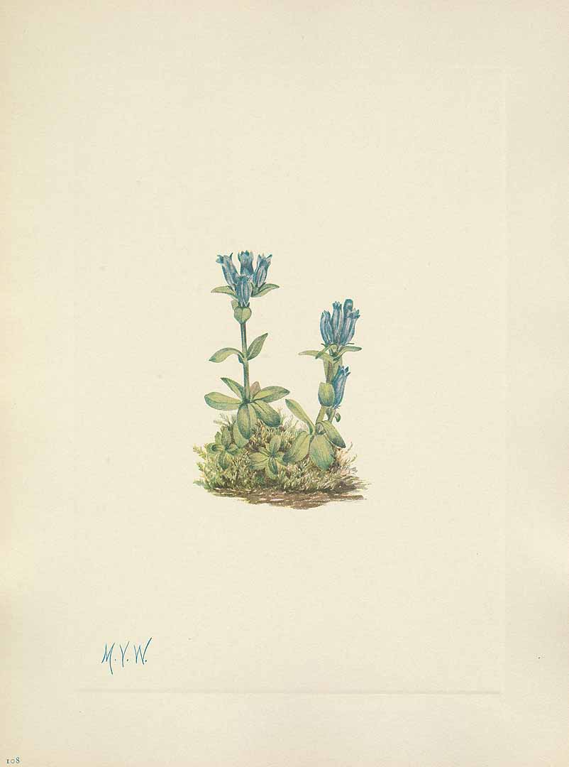 no HD illustration available (3)