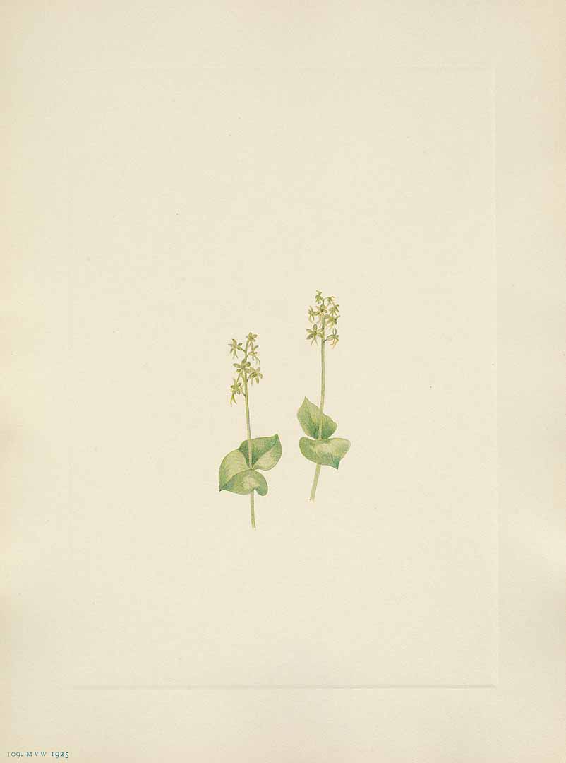 no HD illustration available (3)