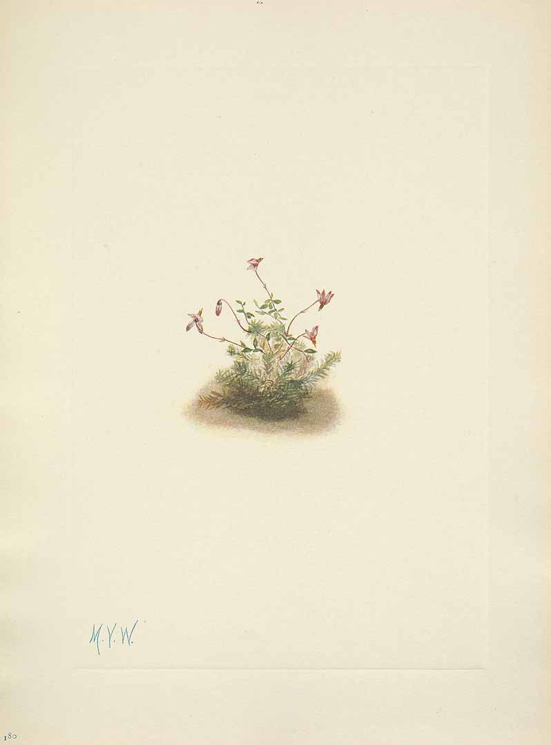 no HD illustration available (3)