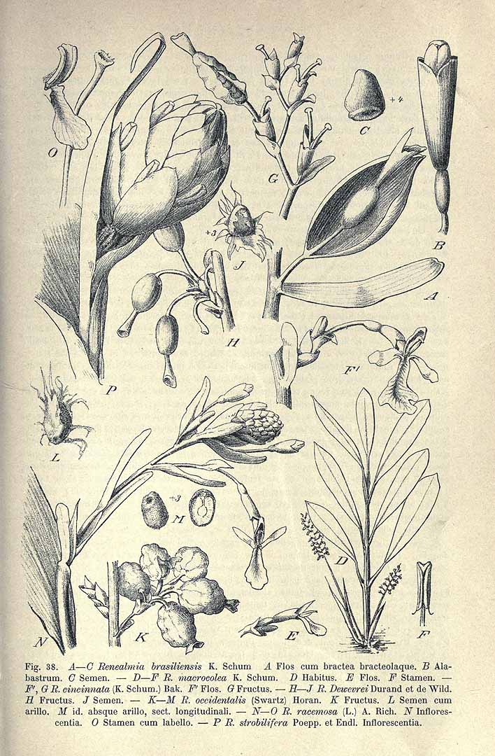 no HD illustration available (3)