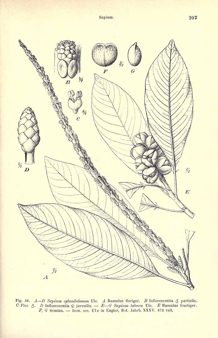 no HD illustration available (3)
