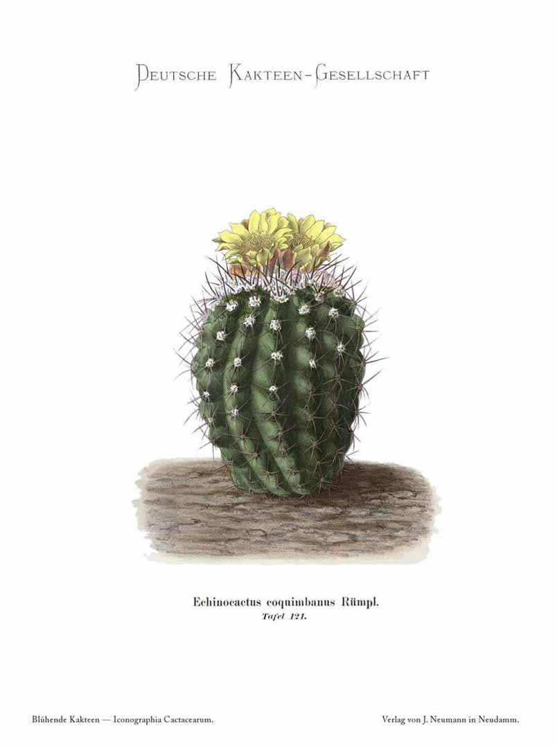 no HD illustration available (m1)