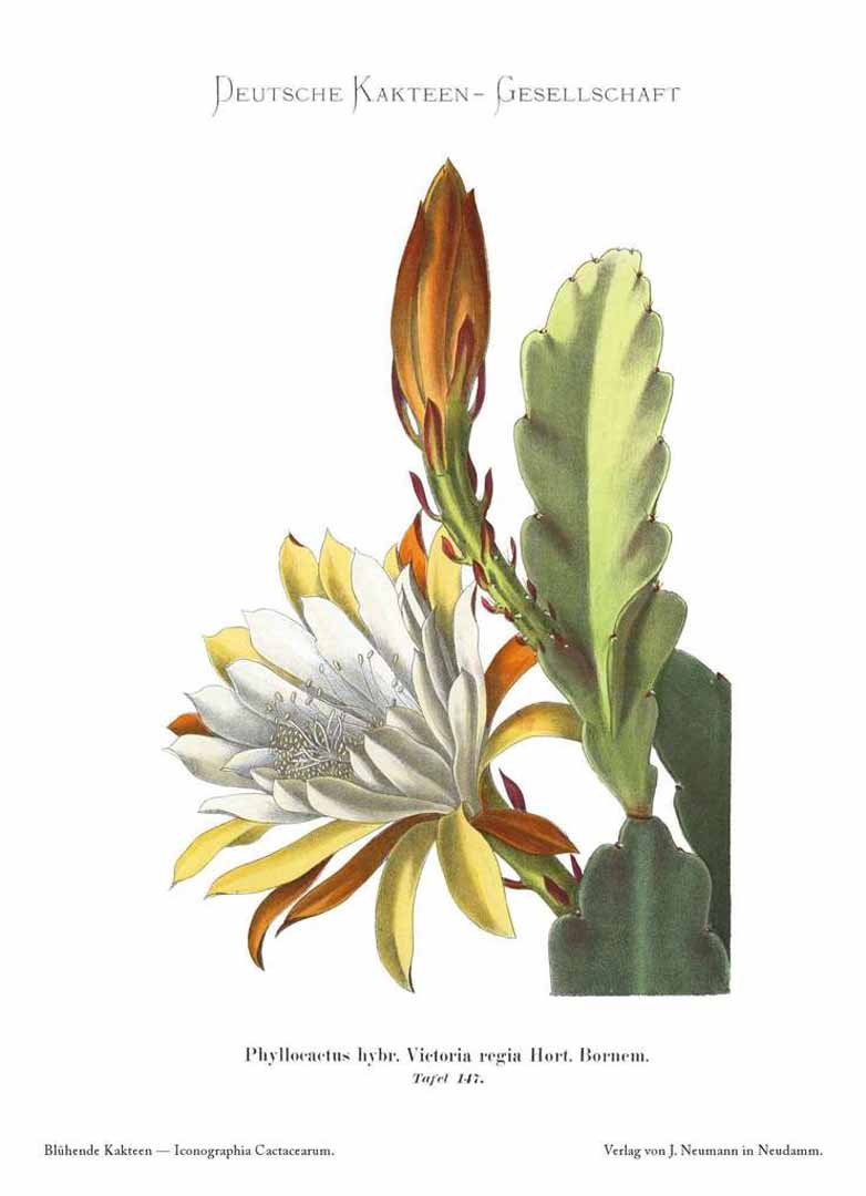 no HD illustration available (m1)