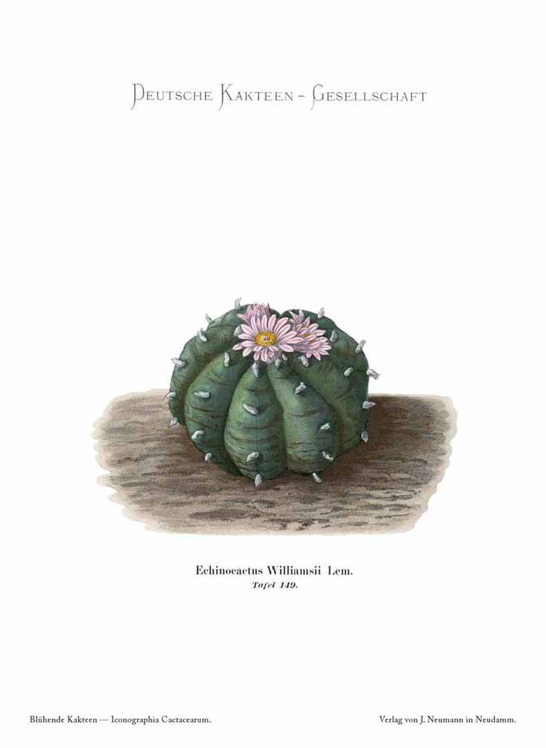 no HD illustration available (3)