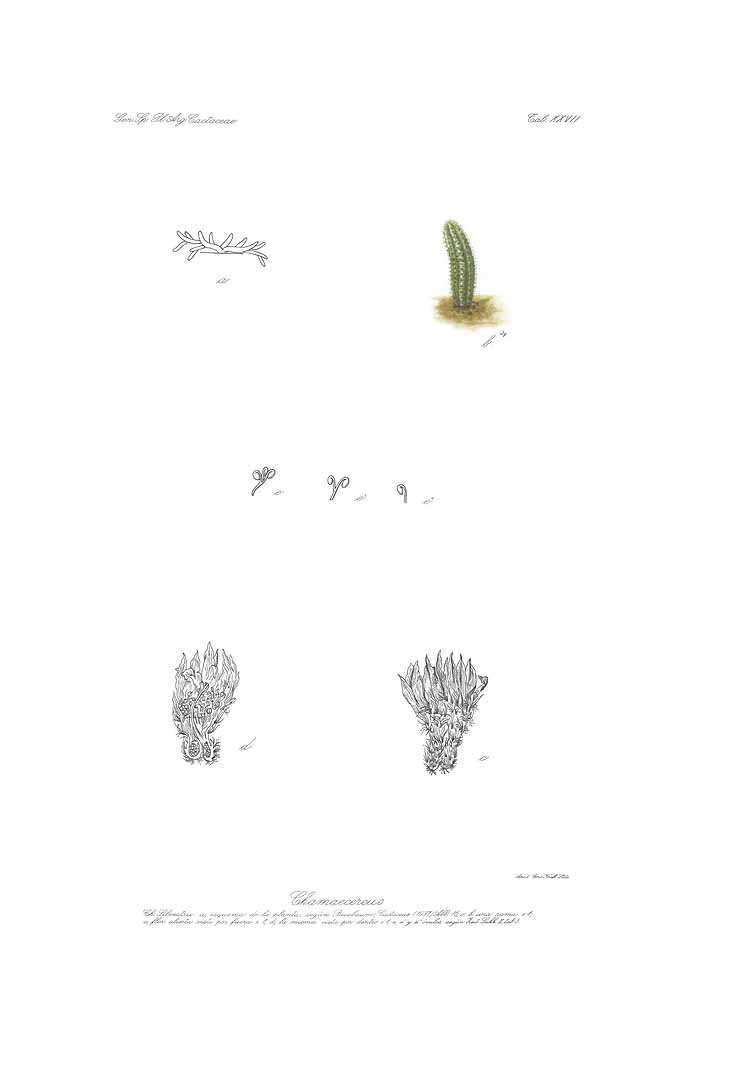 no HD illustration available (3)