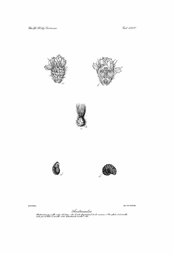 no HD illustration available (3)