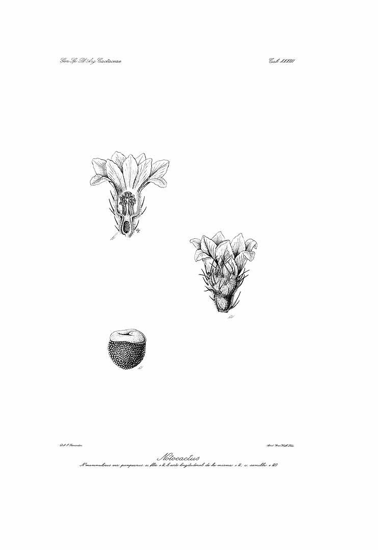 no HD illustration available (3)