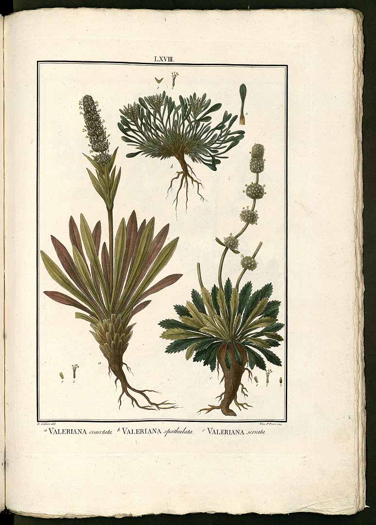 no HD illustration available (3)