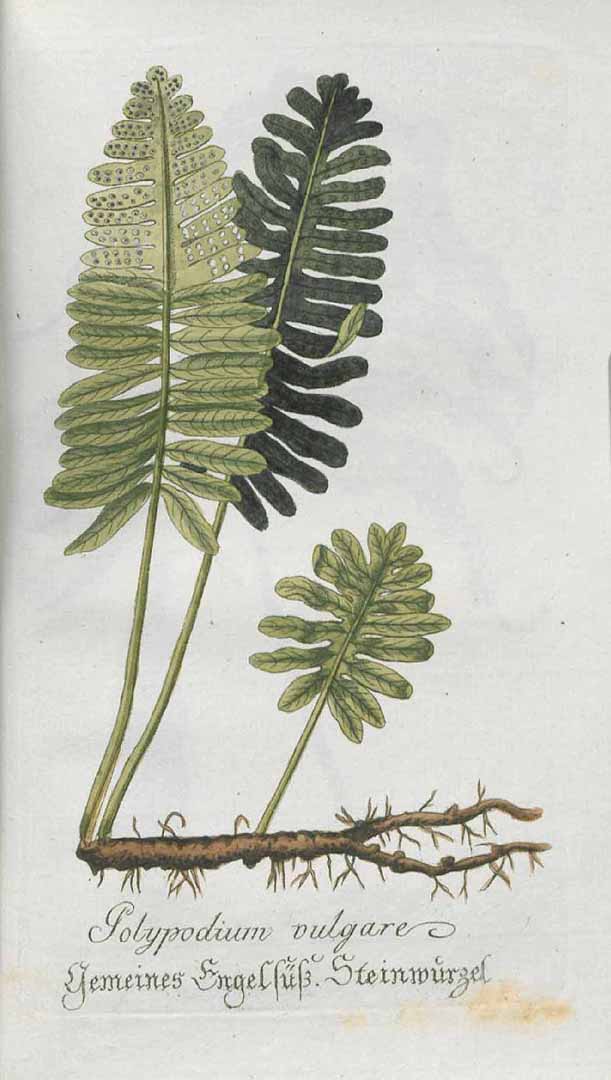 no HD illustration available (3)
