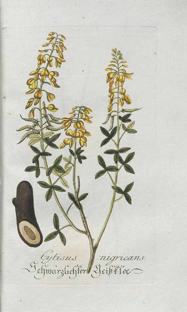 no HD illustration available (3)