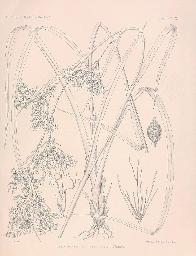 no HD illustration available (m1)