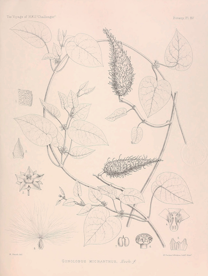 no HD illustration available (m1)