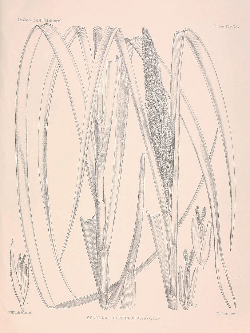 no HD illustration available (m1)