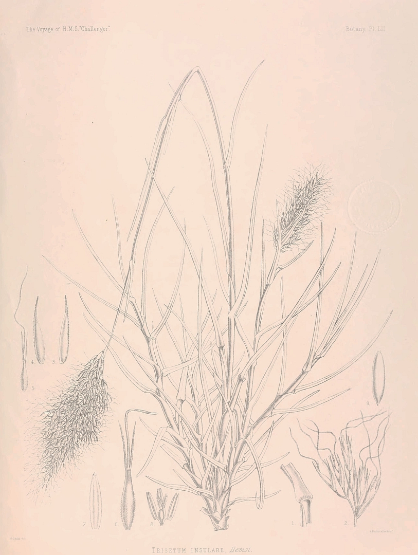 no HD illustration available (m1)