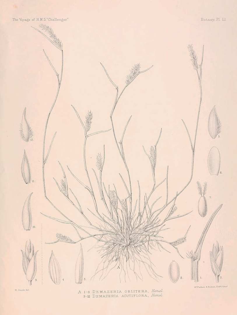 no HD illustration available (m1)