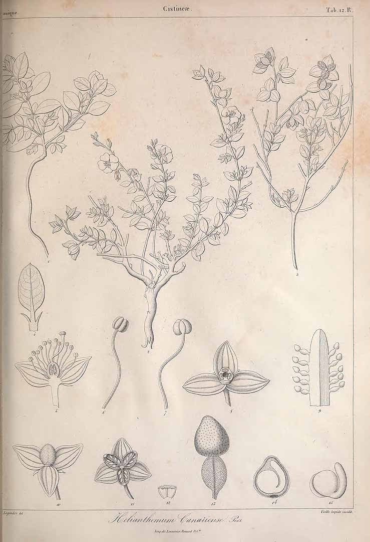 no HD illustration available (3)