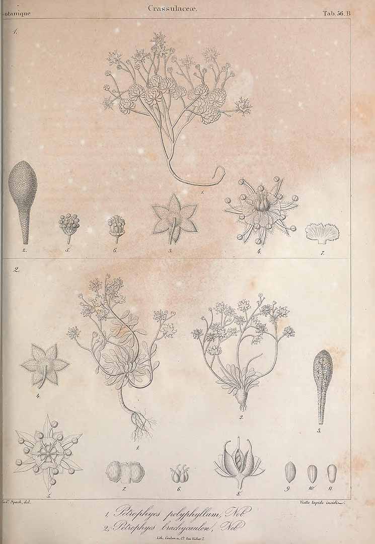 no HD illustration available (m1)