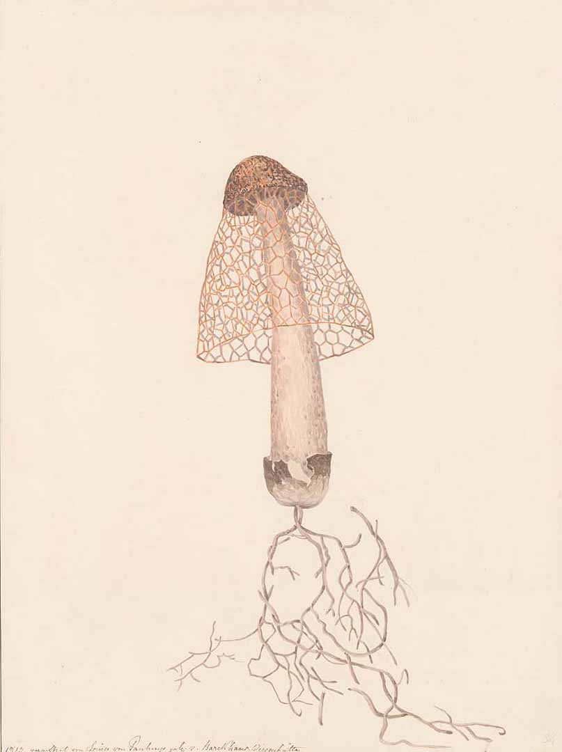 no HD illustration available (3)