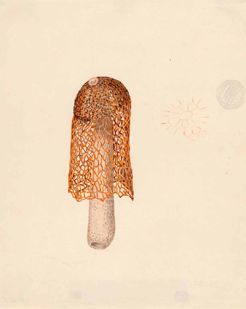 no HD illustration available (3)