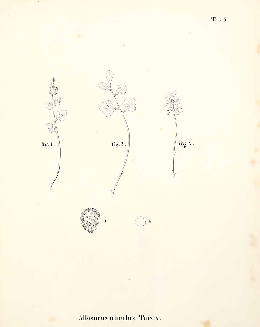 no HD illustration available (3)