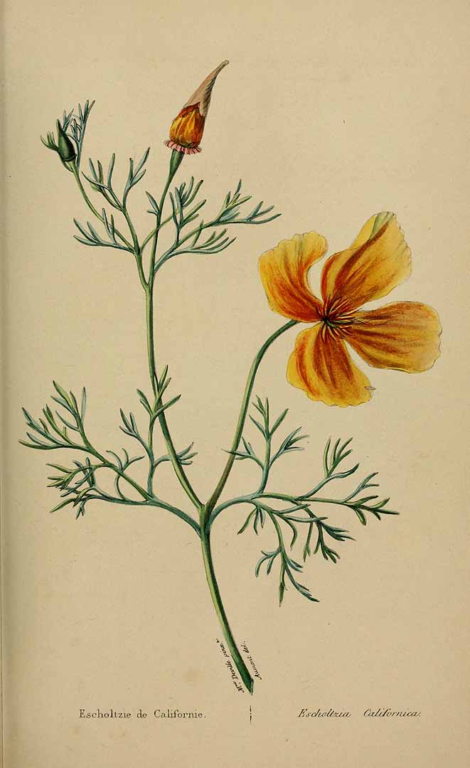 no HD illustration available (3)