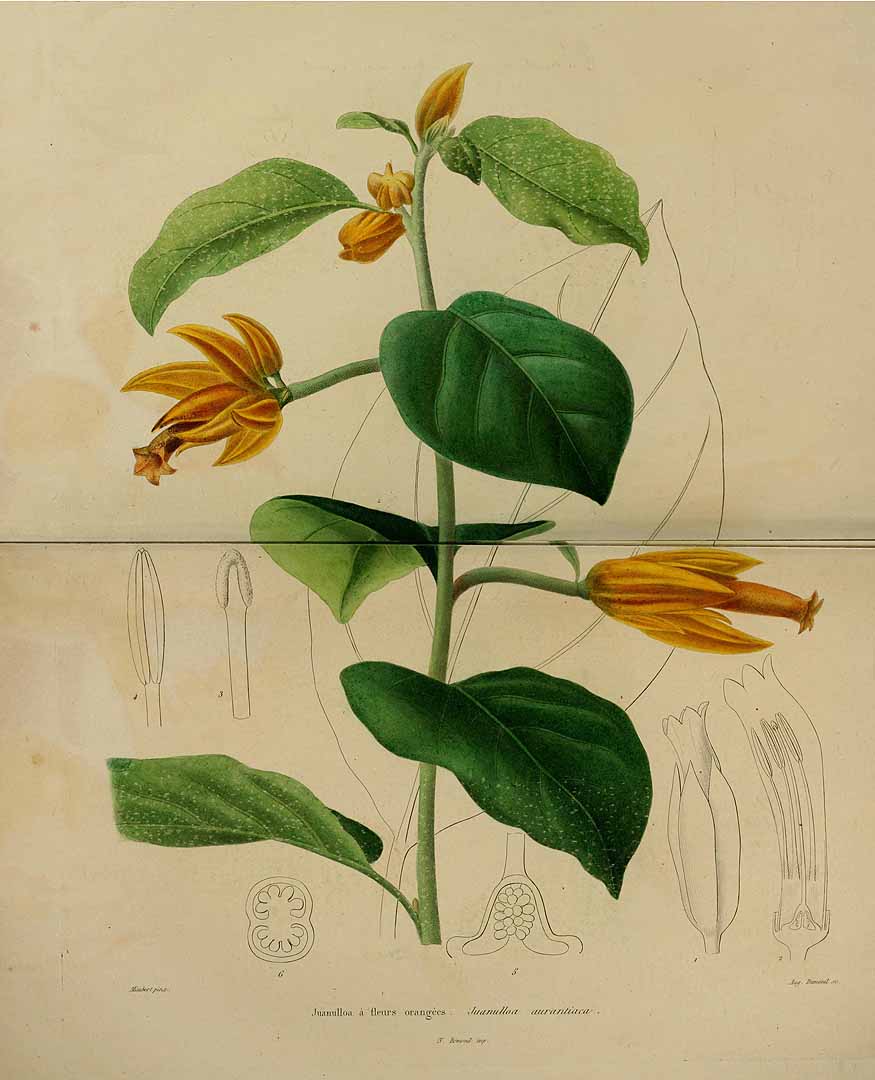 no HD illustration available (3)