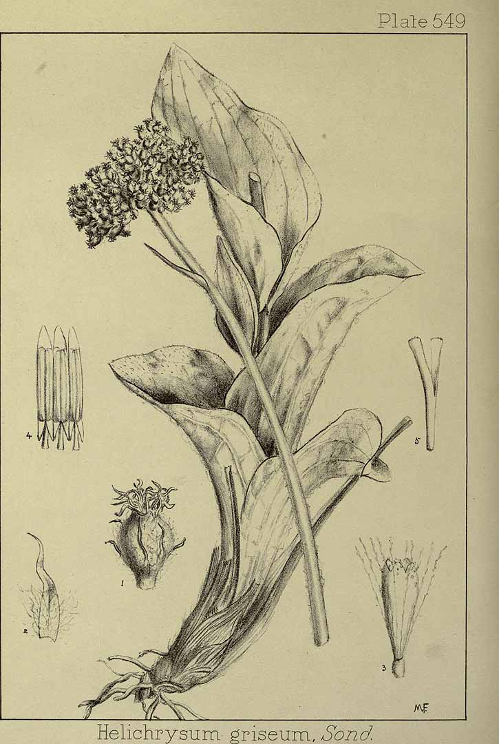 no HD illustration available (m1)