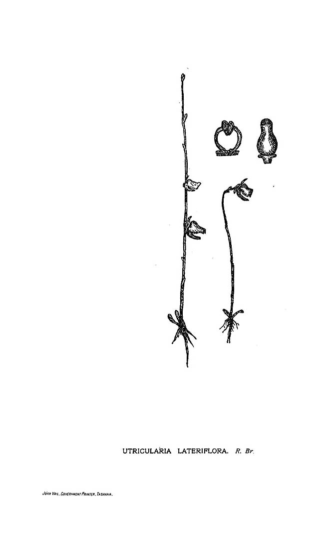 no HD illustration available (3)